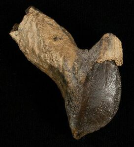 A rooted Triceratops tooth, approximately 2 inches long.